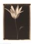 Open Tulip by Tom Baril Limited Edition Print