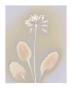 Cowslip by Angela Easterling Limited Edition Pricing Art Print