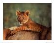 Lion Cub by Anup & Manoj Shah Limited Edition Print