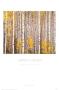 Aspen Grove by Christopher Burkett Limited Edition Pricing Art Print