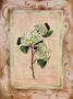 Country Hydrangea by Paige Houghton Limited Edition Print