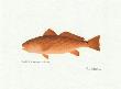 Redfish by Ron Pittard Limited Edition Pricing Art Print