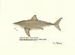 Great White Shark by Ron Pittard Limited Edition Pricing Art Print