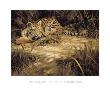 Tiger Mischief by Ian Coleman Limited Edition Print