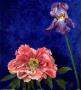 Floral Calm Iv by Janet Wilson Limited Edition Print