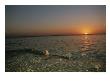 A Lemon Shark Swims In Shallow Water At Sunset, Bahama Islands by Brian J. Skerry Limited Edition Print