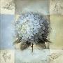 Hydrangea Ii by Lisa Audit Limited Edition Print