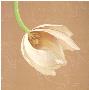 Falling Tulip by Olivia Celest Blanchard Limited Edition Pricing Art Print