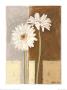 Two White Gerberas by Marita Stock Limited Edition Pricing Art Print