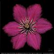 Clematis by Mitch Ostapchuk Limited Edition Print