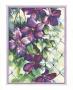 Clematis On Fence by Peggy Thatch Sibley Limited Edition Print