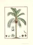 Ceroxilon Palm by Jacques De Seve Limited Edition Print
