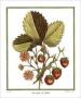 Strawberries by Henri Du Monceau Limited Edition Print