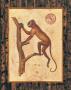 West Indies Monkey Ii by T. Brock Limited Edition Print
