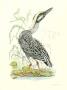 Cayenne Night Heron by Robert Mitford Limited Edition Print