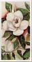 Grandiflora Iii by Pat Monroe Limited Edition Print