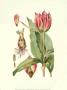 The Tenacious Tulip Ii by Samuel Curtis Limited Edition Print