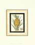 Treasures Of Ruby's Smile Iv by Kayla Boekman Limited Edition Print