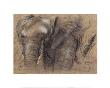 Studies For Elephant Head by Pieter Boel Limited Edition Print