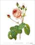 Rosa Centifolia Bullata by Pierre-Joseph Redoute Limited Edition Print