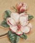 Magnolia Blush I by Waltrand Von Schwarzbek Limited Edition Print