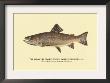 The Brook Trout, Showing Dark Or Early Spring Coloration by H.H. Leonard Limited Edition Print