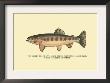The Golden Trout Of Volcano Creek by H.H. Leonard Limited Edition Print