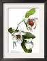 Magnolia Parviflora by H.G. Moon Limited Edition Print