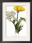 A. Clipeolata Achillea Lingulata Var Buglossis by H.G. Moon Limited Edition Print
