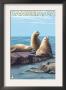 Cambria, California - Sea Lions, C.2009 by Lantern Press Limited Edition Print