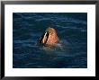 Male Walrus Swimming In Alaskan Waters by Frank Staub Limited Edition Pricing Art Print