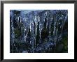 Ice On Rocks, Blue Ridge Parkway, Nc by Jim Schwabel Limited Edition Print