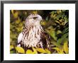 Rough Legged Hawk by Russell Burden Limited Edition Pricing Art Print
