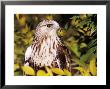 Rough Legged Hawk by Russell Burden Limited Edition Print