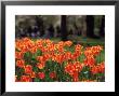 Spring Tulips by Walter Bibikow Limited Edition Print