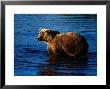 Grizzly Bear, Ursus Arctos Middendorffi by Robert Franz Limited Edition Pricing Art Print