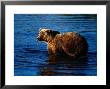 Grizzly Bear, Ursus Arctos Middendorffi by Robert Franz Limited Edition Print