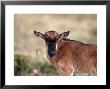 Wildebeest Calf, Connochaetes Taurinus, Tanzania by Robert Franz Limited Edition Pricing Art Print