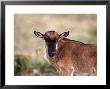 Wildebeest Calf, Connochaetes Taurinus, Tanzania by Robert Franz Limited Edition Print