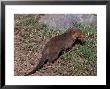 Dwarf Mongoose, Helogale Undulata, Africa by Robert Franz Limited Edition Print