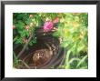 Groundhog, Mike Lowe's Garden, Nashua, Nh by Kindra Clineff Limited Edition Print