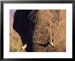 African Elephant, Loxodonta Africana by Robert Franz Limited Edition Pricing Art Print