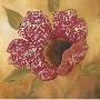 Filigree Poppy Ii by Sandra Smith Limited Edition Pricing Art Print