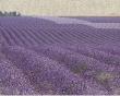 Lavender On Linen I by Bret Staehling Limited Edition Print