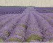 Lavender On Linen Ii by Bret Staehling Limited Edition Pricing Art Print