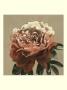 Heirloom Rose Ii by Chariklia Zarris Limited Edition Print