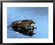 Horse Fly, Tabanus Spp by Larry F. Jernigan Limited Edition Print