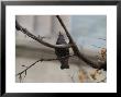 Bird In Branch, Montreal, Quebec, Canada by Keith Levit Limited Edition Print
