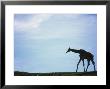 Reticulated Giraffe, Giraffa Reticulata by Mark Newman Limited Edition Print