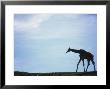 Reticulated Giraffe, Giraffa Reticulata by Mark Newman Limited Edition Print